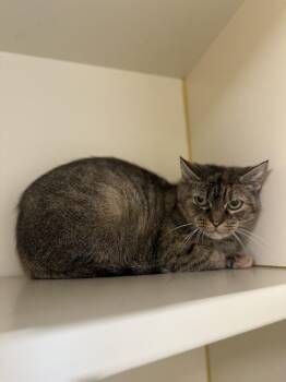 Rescue Domestic Short Hair Cats for Adoption in Myerstown, Pennsylvania - Lavender | PetCurious