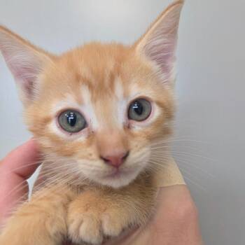 Otis -  Domestic Short Hair Cat for Adoption in Sand Springs, Oklahoma - Otis | PetCurious