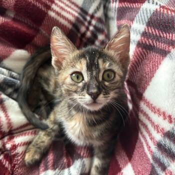 Rescue Tortoiseshell and Domestic Short Hair Cats for Adoption in Antioch, California - Agnes | PetCurious