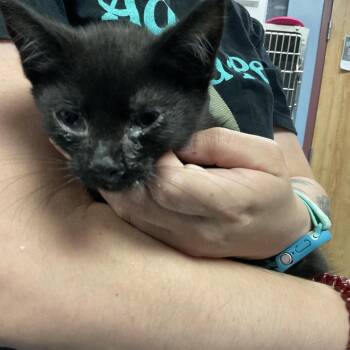 Donald -  Domestic Short Hair Cat for Adoption in Saint Joseph, Missouri - Donald | PetCurious