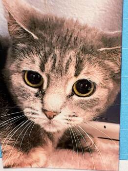 Domestic Short Hair Cats Available for Adoption - Dixie Cup | PetCurious