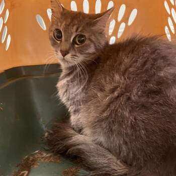 Spice -  Domestic Medium Hair Cat for Adoption in Philadelphia, Pennsylvania - Spice | PetCurious