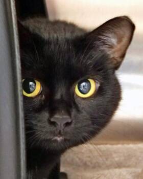 Domestic Short Hair Cats Available for Adoption in Fishers, Indiana - Nero | PetCurious