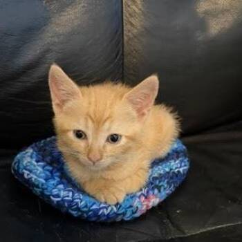 Remy -  Domestic Short Hair Cat for Adoption in Fayetteville, Georgia - Remy | PetCurious