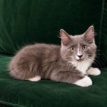 Stone Crock -  Domestic Medium Hair Cat for Adoption in Eagle Mountain, Utah - Stone Crock | PetCurious