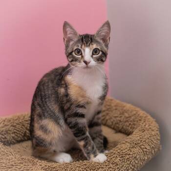 Rescue Domestic Short Hair Cats for Adoption in St. Augustine, Florida - Bridgett | PetCurious