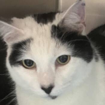 Domestic Short Hair Cats Available for Adoption in Allentown, Pennsylvania - Chunkalunk | PetCurious