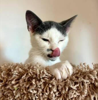 Miso -  Domestic Short Hair Cat for Adoption in Lake Wylie, South Carolina - Miso | PetCurious