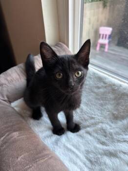 Sydney -  Domestic Short Hair Cat for Adoption in Mission Viejo, California - Sydney | PetCurious