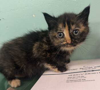 Jenesis -  Domestic Short Hair Cat for Adoption in Hudson, New York - Jenesis | PetCurious