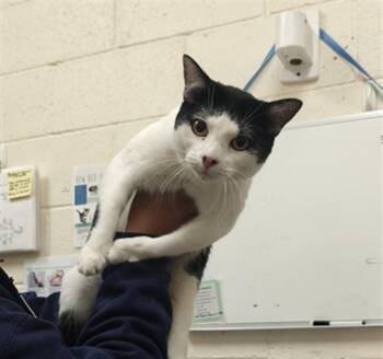 Domestic Short Hair Cats Available for Adoption in Santa Fe, New Mexico - CHIBI | PetCurious