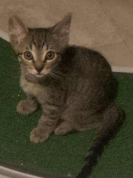 Rescue Tabby and Domestic Short Hair Cats for Adoption in San Antonio, Texas - Theodore Mc. Muffin | PetCurious