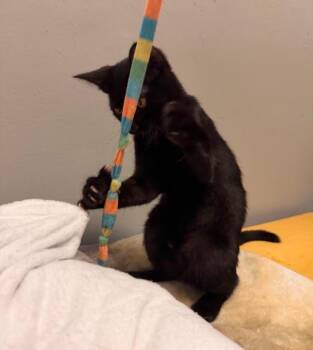 Bagpipe -  Domestic Short Hair Cat for Adoption in Hudson, New Hampshire - Bagpipe | PetCurious