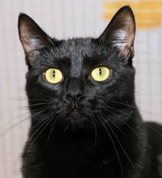 Rescue Domestic Short Hair Cats for Adoption in Cincinnati, Ohio - Wassail | PetCurious