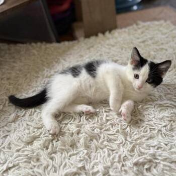 Domestic Medium Hair Cats Available for Adoption in Plainfield, Illinois - Holstein | PetCurious