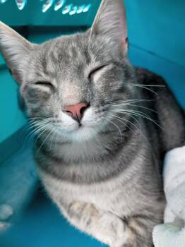 Domestic Short Hair Cats Available for Adoption in Waynetown, Indiana - Johnny | PetCurious