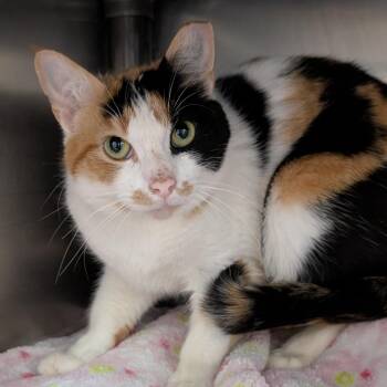 Domestic Short Hair Cats Available for Adoption in West Olive, Michigan - Anna (Barn Cat) | PetCurious