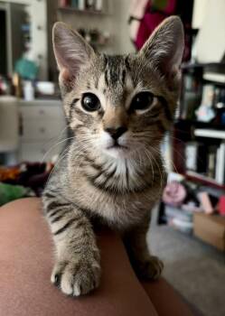 Theo 3961 -  Domestic Short Hair Cat for Adoption in Dallas, Texas - Theo 3961 | PetCurious