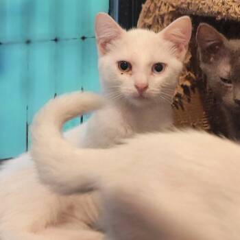 Rescue Domestic Short Hair Cats for Adoption in Rochester, Minnesota - Burgitte | PetCurious