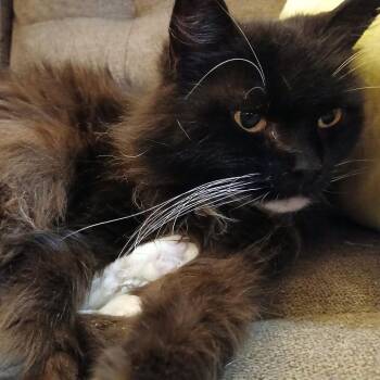 Bonnie -  Domestic Long Hair Cat for Adoption in Winchester, Virginia - Bonnie | PetCurious