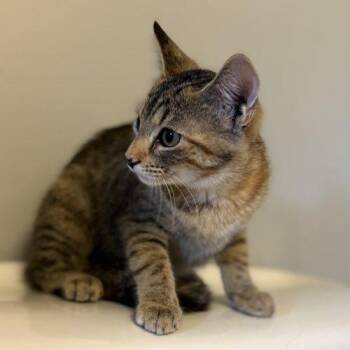 Spinelli -  Tabby and Domestic Short Hair Cat for Adoption in Knoxville, Tennessee - Spinelli | PetCurious