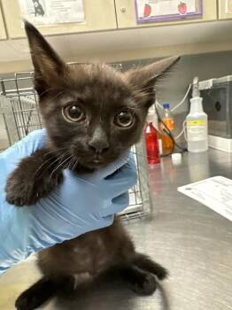 MR.GREEN -  Domestic Short Hair Cat for Adoption in Las Vegas, Nevada - MR.GREEN | PetCurious