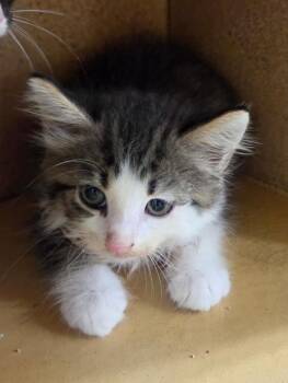 Lincoln -  Domestic Short Hair Cat Available for Adoption in Town 