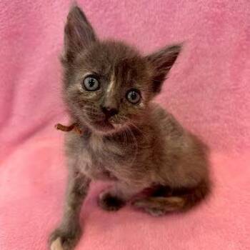 Capybara -  Domestic Short Hair Cat for Adoption in Los Angeles, California - Capybara | PetCurious