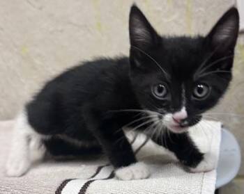 Wallace -  Domestic Short Hair Cat for Adoption in Honolulu, Hawaii - Wallace | PetCurious