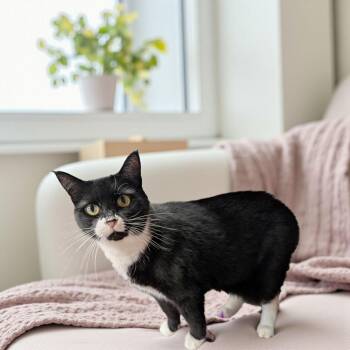 Rescue Domestic Short Hair Cats for Adoption in Chuckey, Tennessee - Mittens NC | PetCurious