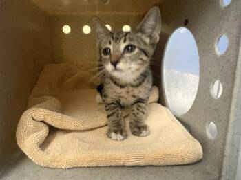 AXEL -  Domestic Short Hair Cat for Adoption in Tustin, California - AXEL | PetCurious