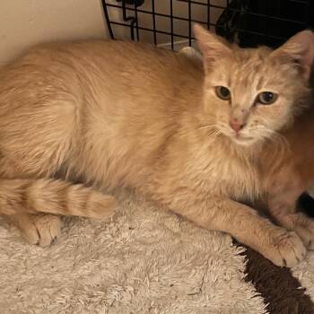 Domestic Short Hair Cats Available for Adoption in Greensboro, Georgia - Ginger Lou | PetCurious