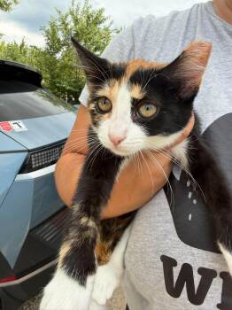 Elphaba -  Domestic Short Hair Cat for Adoption in Cleveland, Ohio - Elphaba | PetCurious