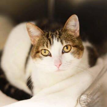 Daisy Mae -  Domestic Short Hair Cat for Adoption in Atlanta, Georgia - Daisy Mae | PetCurious