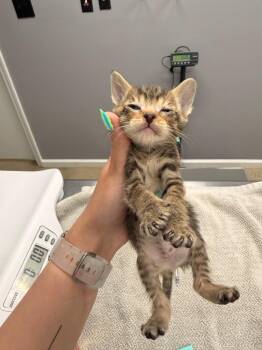 Domestic Short Hair Cats Available for Adoption in Burnsville, North Carolina - Echo | PetCurious