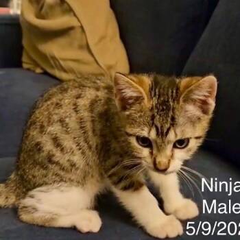 Ninja -  Domestic Short Hair Cat for Adoption in Webster, Texas - Ninja | PetCurious
