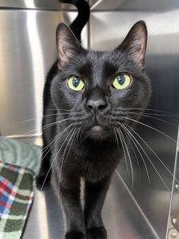 Ashoka -  Domestic Short Hair Cat for Adoption in Menomonie, Wisconsin - Ashoka | PetCurious