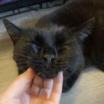 Rescue Domestic Short Hair Cats for Adoption in Lemont, Illinois - Buttercup | PetCurious