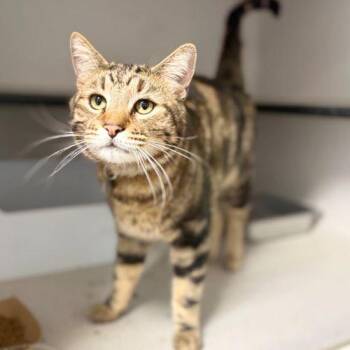Domestic Short Hair Cats Available for Adoption in Aurora, Colorado - SUMMER | PetCurious