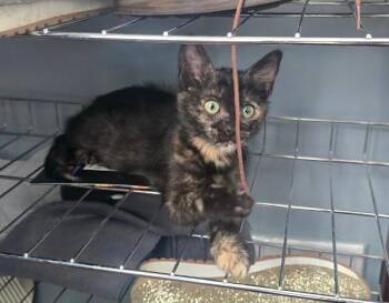 Charlotte - Book Club -  Tortoiseshell Cat for Adoption in Anthem, Arizona - Charlotte - Book Club | PetCurious