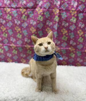 Sunny -  Domestic Short Hair Cat for Adoption in Upper Sandusky, Ohio - Sunny | PetCurious