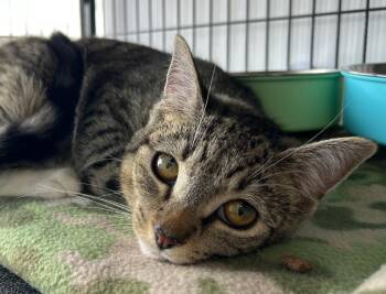 Domestic Short Hair Cats Available for Adoption in Washington Court House, Ohio - Naomi | PetCurious