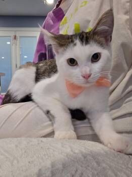 Pencils -  Domestic Short Hair Cat for Adoption in Richmond, Virginia - Pencils | PetCurious