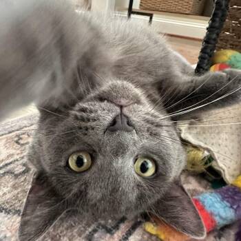 Larry the Cableguy -  Domestic Short Hair Cat for Adoption in Fredericksburg, Virginia - Larry The Cableguy | PetCurious