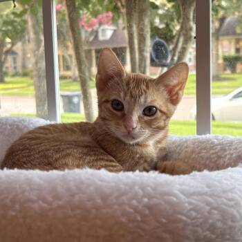 Trixie -  Domestic Short Hair Cat for Adoption in Santa Fe, Texas - Trixie | PetCurious