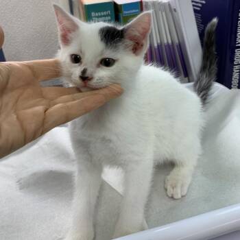 Beetlejuice -  Domestic Short Hair Cat for Adoption in Morganton, North Carolina - Beetlejuice | PetCurious