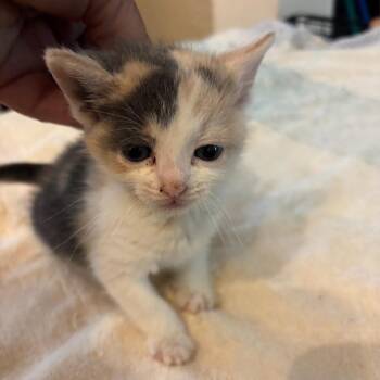 Lex F-21680 -  Domestic Short Hair Cat for Adoption in Oklahoma City, Oklahoma - Lex F-21680 | PetCurious