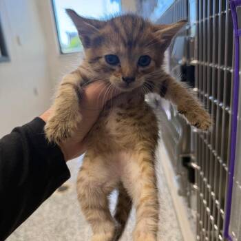 Tuna -  Domestic Short Hair Cat for Adoption in Morganton, North Carolina - Tuna | PetCurious