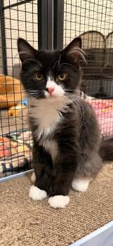 BERMUDA -  Domestic Long Hair Cat for Adoption in Dallas, Pennsylvania - BERMUDA | PetCurious