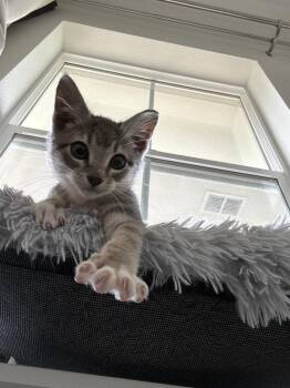 Rescue Domestic Short Hair Cats for Adoption in Gilroy, California - Cooper | PetCurious